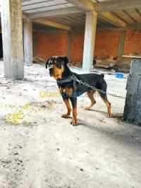 المدية-الجزائر-كلب-chien-rottweiler