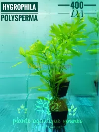 plante aquatique aquarium 