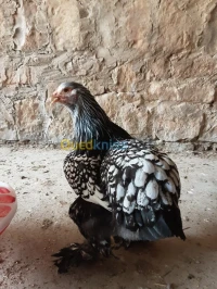 بيض براهما سبرايت الأصلي