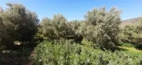 Vente Terrain Agricole Tlemcen Souani