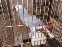 alger-dar-el-beida-algerie-oiseau-perroqué-gabonais-avec-cage