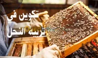تكوين في تربية النحل Apiculture