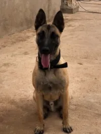 Malinois classique