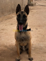 bouira-algerie-chien-malinois-classique