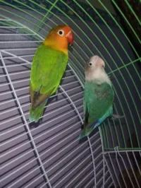 Les inseparables 