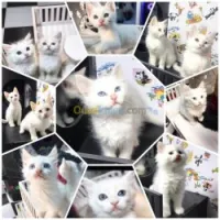 NOUVELLE PORTÉE DES CHATONS ANGORA