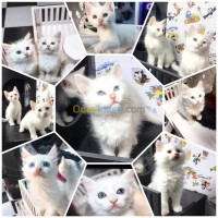 قطة-nouvelle-portee-des-chatons-angora-الجزائر-وسط