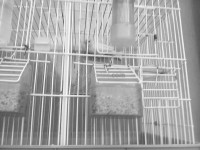 batna-algerie-oiseau-28