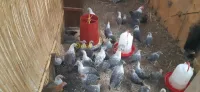 دجاج وفلوس فيومي  