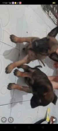 Malinois 