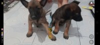 مستغانم-الجزائر-كلب-malinois