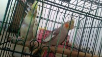 alger-dely-brahim-algerie-oiseau-calypso