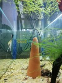 سمك-poisson-daquariume-couple-scalaire-دار-البيضاء-الجزائر