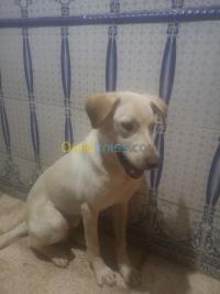 الجزائر-وسط-كلب-labrador-croisé
