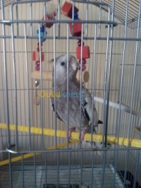 alger-bab-ezzouar-algerie-oiseau-ببغاء-كالوبسيت-او-كوكتيل-ذكر-مع-القفص