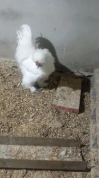 Négre de soie blanc 