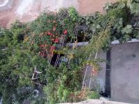 البليدة-الصومعة-الجزائر-فيلا-byaa-fyla-alblyd-alsomaa