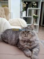 alger-ain-benian-algerie-chat-pure-race-chinchilla-silver