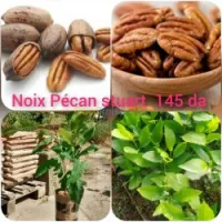 Noix de Pécan Stuart 