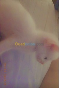 الجزائر-وسط-قطة-chatons-alger