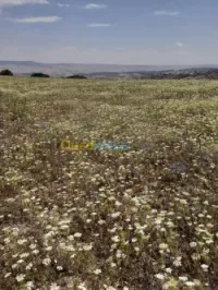 Vente Terrain Ain defla Hammam righa