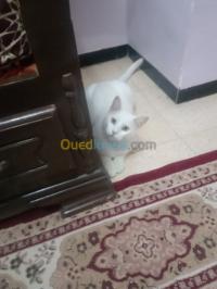 بسكرة-الجزائر-قطة-قط-الانجورا-ذكر