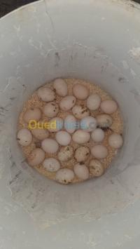 سكيكدة-عين-بوزيان-الجزائر-حيوانات-المزرعة-بسم-الله-بيض-فيومي-فضي-و-ذهبي