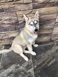 الجزائر-السحاولة-كلب-husky