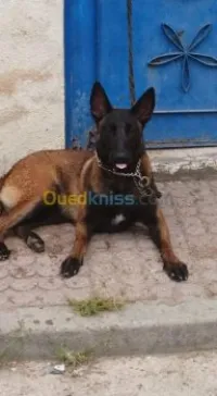 Malinois