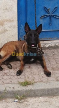 بجاية-الجزائر-كلب-malinois