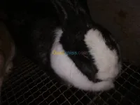 lapin 