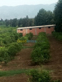 blida-mouzaia-algeria-hangar-rent