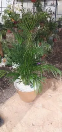 تهيأت مساحات خضراء 