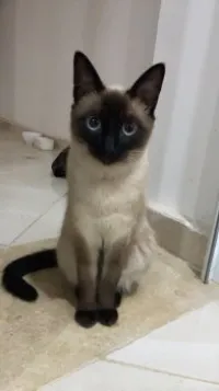 Chat siamois
