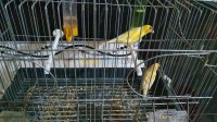 بجاية-الجزائر-عصفور-canaris