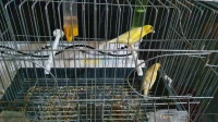 Canaris