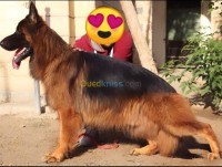 تيبازة-الجزائر-كلب-berget-allmande-haja-toop-bon-prix