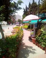 alger-draria-algerie-nettoyage-jardinage-تنضيف-و-بستنة