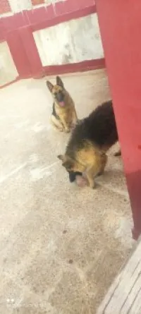 Coupla Berger 