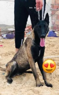 Chien berger belge Malinoi 