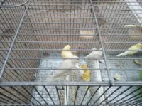 Canari jaspe et portor albino