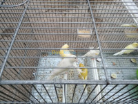 alger-birkhadem-algerie-oiseau-canari-jaspe-et-portor-albino