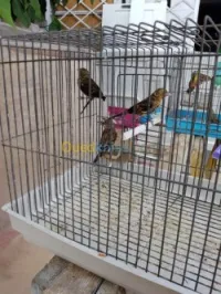Mulet oiseau 