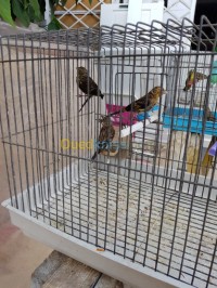 الجزائر-بوزريعة-عصفور-mulet-oiseau