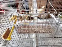 Canari Ordinaires 1mois