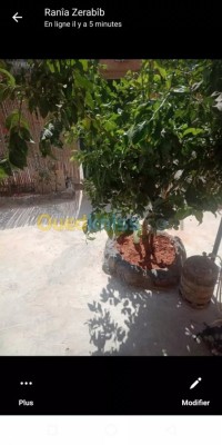 تيبازة-بوسماعيل-الجزائر-شقة-byaa-shk-3-ghrf-tybaz-bosmaaayl