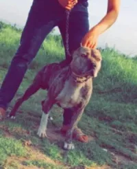 Chien Pitbull pure race 