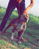 alger-centre-algerie-chien-pitbull-pure-race