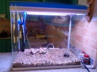 alger-bir-mourad-rais-algerie-poisson-aquarium-importation