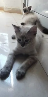 Chat Tigeré